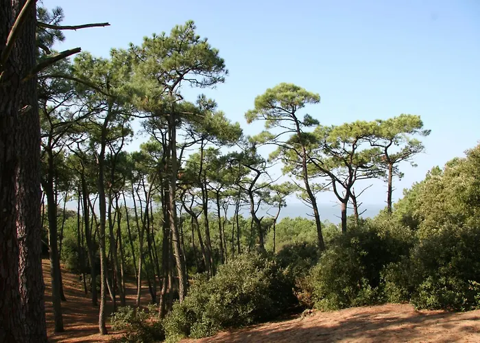 Maison Familiale Dans Les Pins A 300 M De La Prázdninový dům